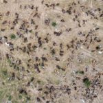 लम्पी से राजस्थान में 46 हजार गायों की मौत:देशभर में 15 लाख से अधिक गायें संक्रमित